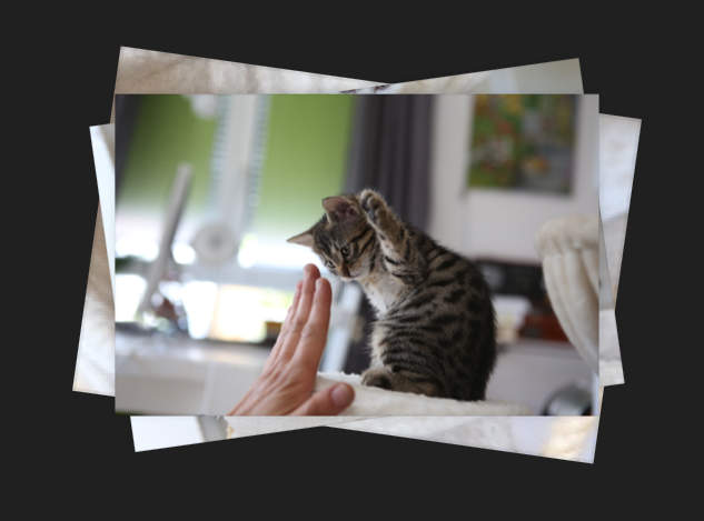 unser Katzen-Bilder-CSS-Slider