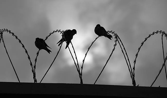 Freiheit in schwarz/weiß Freiheit in schwarz/weiß