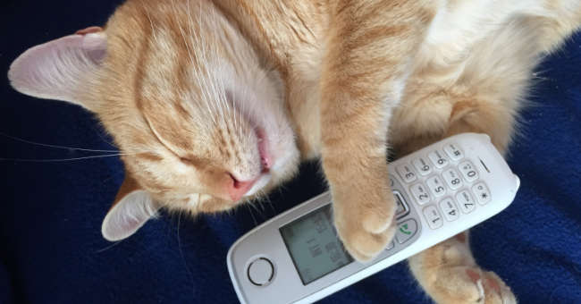 Bildanimation - schlafende Katze wird Orange