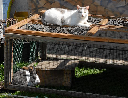 Osterhase unter Bewachung von Katze zur Vermeidung frühzeitiger Auslieferung der Ostereier