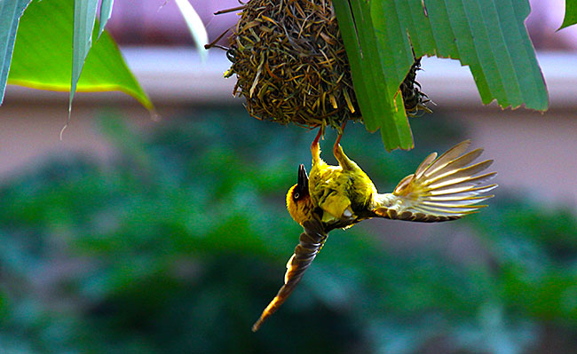 Flügelschlag eines Vogels